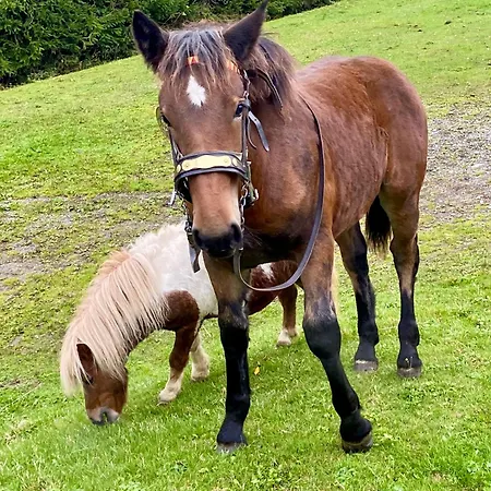 Schlickenhof 아파트