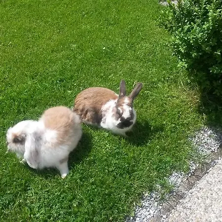 Schlickenhof Hintergöriach